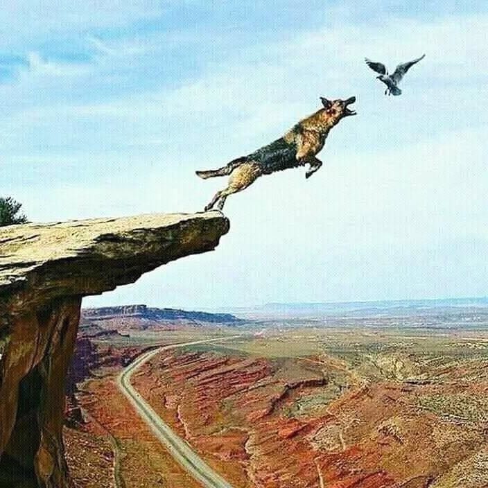 German Shepherd | Sukh Sandhu A German Shepherd leaps from a cliff toward a bird in flight, illustrating the idea of focusing on strengths.